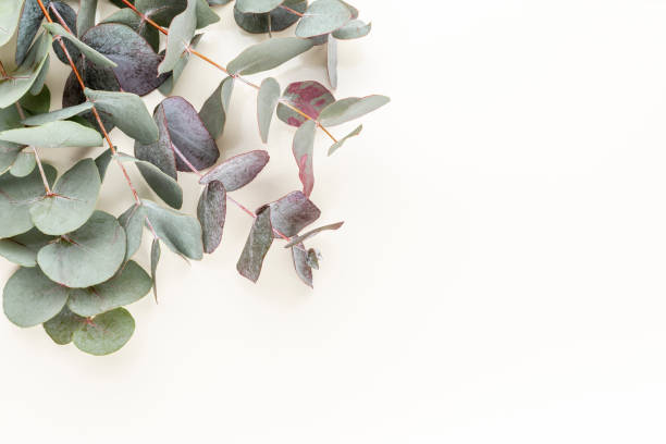 istock Eucalyptus composition. Pattern made of various colorful flowers on white background. Flat lay stiil life. 1384584110