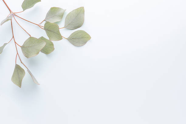 istock Eucalyptus composition. Pattern made of various colorful flowers on white background. Flat lay stiil life. 1384584133