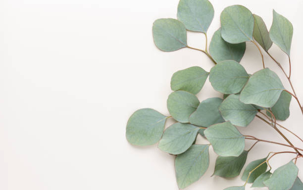 istock Eucalyptus composition. Pattern made of various colorful flowers on white background. Flat lay stiil life. 1384584933