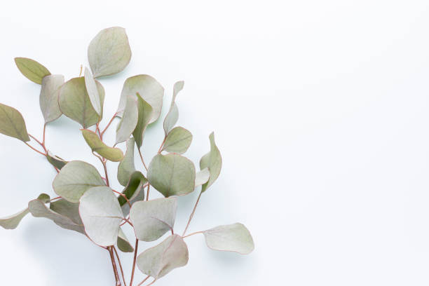 istock Eucalyptus composition. Pattern made of various colorful flowers on white background. Flat lay stiil life. 1384584959