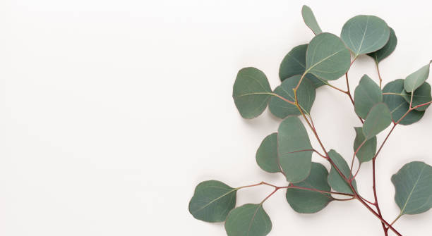 istock Eucalyptus composition. Pattern made of various colorful flowers on white background. Flat lay stiil life. 1384584987