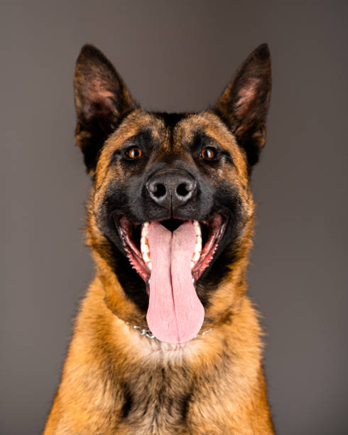 istock Belgian Malinois dog isolated on the backdrop 1384585124