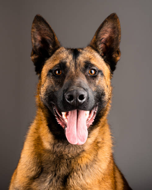istock Belgian Malinois dog isolated on the backdrop 1384585125