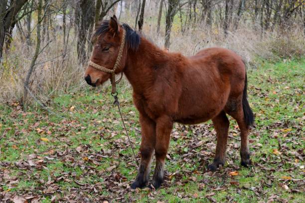 istock a small brown horse in a meadow 1384587059