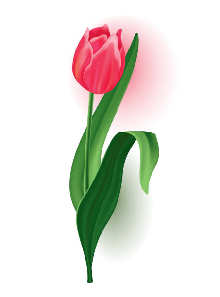 illustrazioni stock, clip art, cartoni animati e icone di tendenza di tulipano realistico con bocciolo, gambo con foglia verde. bellissimo fiore rosa primaverile. elemento di progettazione vettoriale per invito, biglietto di auguri o salva il biglietto della data - bud flower tulip flowers