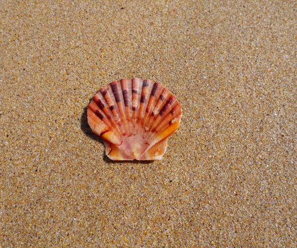 Scallop in the sand