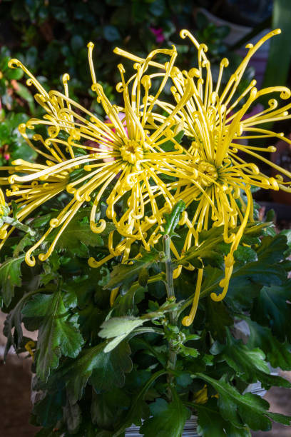 istock Chrysanthemum Yellow Spider flowers in garden 1384591293