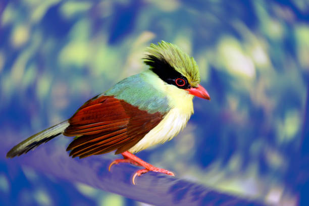 Indochinese Green Magpie can be found in small family groups and feeds on insects, frogs, and eggs.