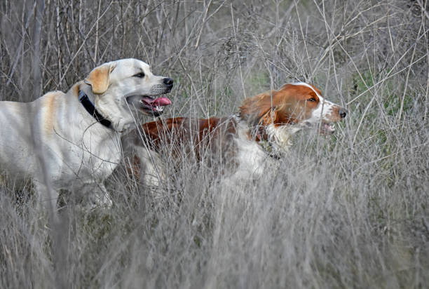 English Labrador Retriever and Welsh Springer Spaniel running through a thicket after birds.