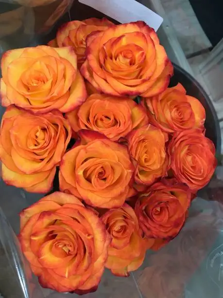 orange roses at market