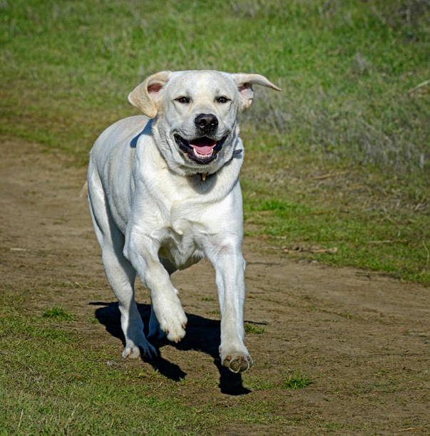 istock Happy English Labrador Retriever Running Back on Trail 1384591811