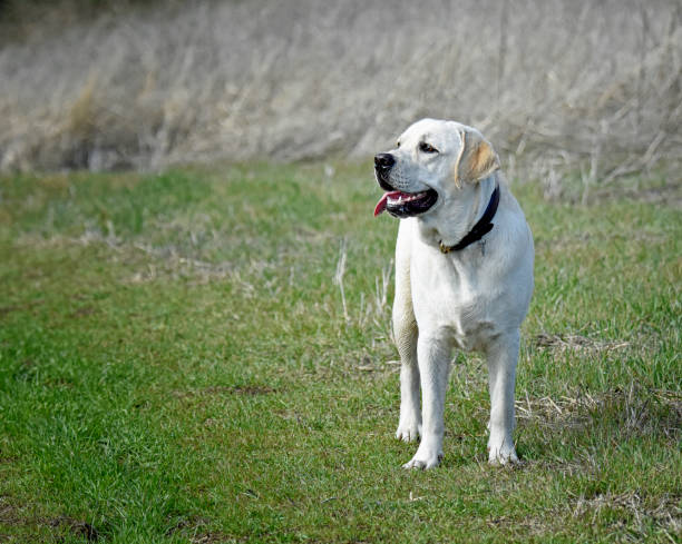istock English Labrador Retriever Standing on Grass Trail 1384591825