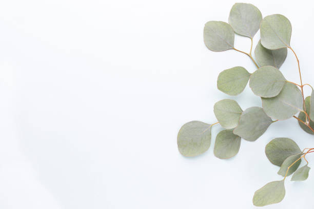 istock Eucalyptus composition. Pattern made of various colorful flowers on white background. Flat lay stiil life. 1384592545