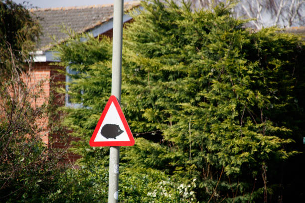 Hedgehog Warning road sign stock photo