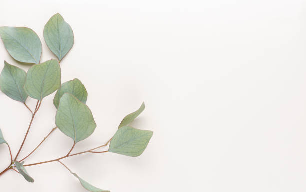 istock Eucalyptus composition. Pattern made of various colorful flowers on white background. Flat lay stiil life. 1384592810