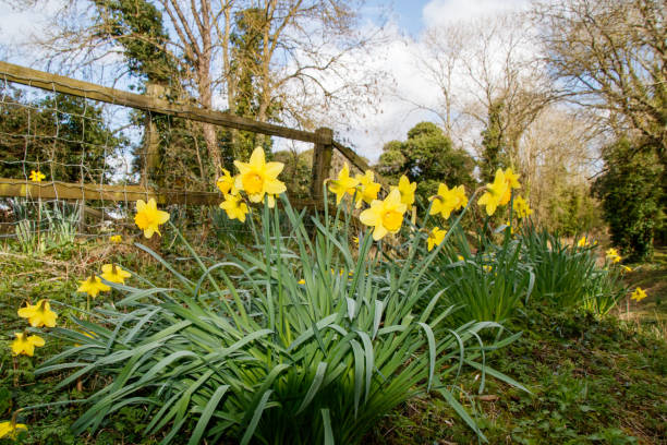Free Stock Photo of Yellow Tulips and Daffodils in Garden | Download ...