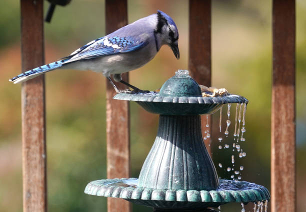 istock Bluejay poses on the garden bird bath 1384594273