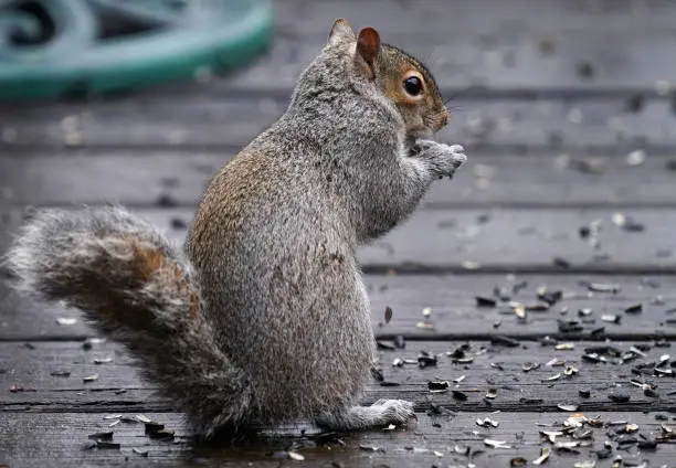 Photo of Squirrel stands up on the wet deck