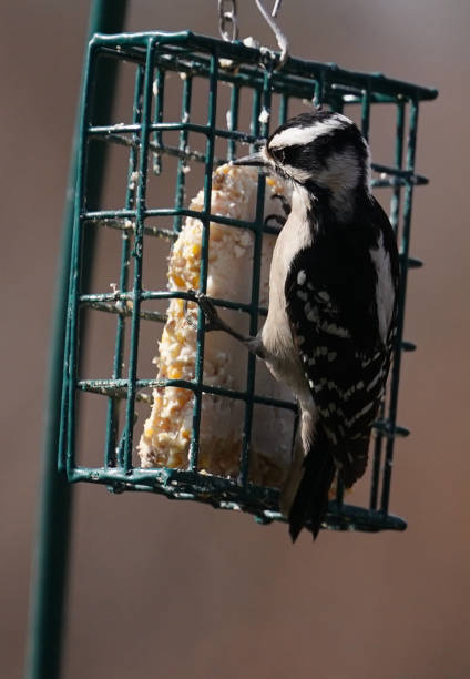 istock Woodpecker on the Suet Feeder 1384594291
