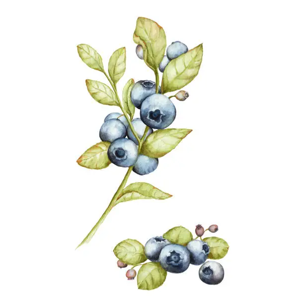 Vector illustration of Watercolor blueberry illustration vector format