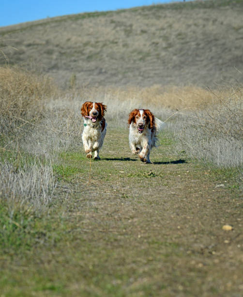 istock Two Welsh Springer Spaniels Coming on the Run 1384594482