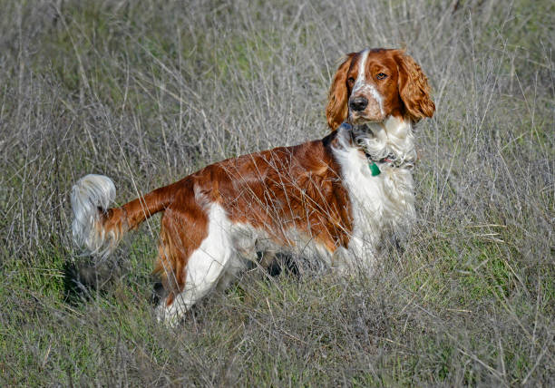 Young Welsh Springer Spaniel dog standing in the field waiting for a command.
