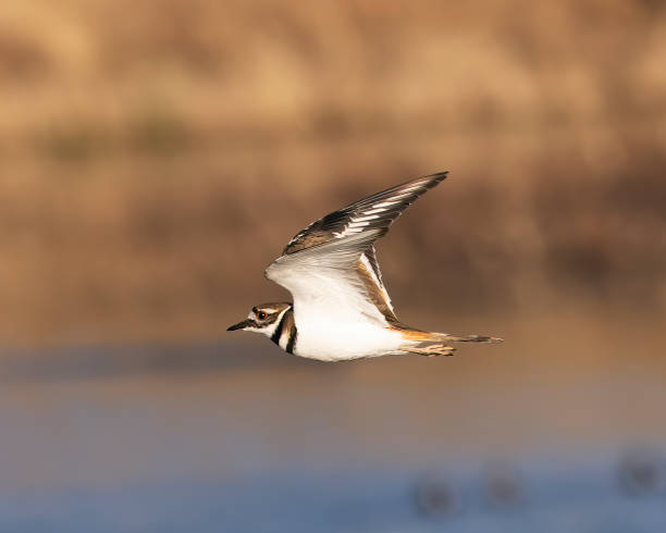 istock Killdeer flying along a lake shore with wings up 1384595530