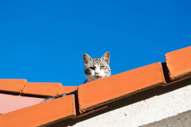istock Small grey cat hiding on the roof 1384595542
