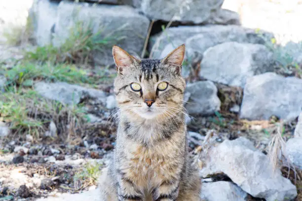 Portrait of grey cat, looking at camera, outdoors by the rocks, Croatia