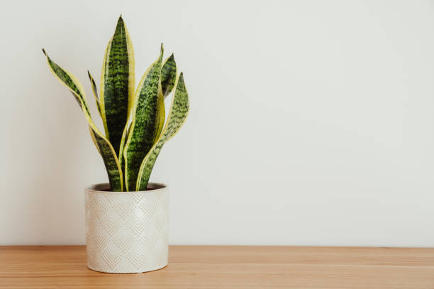 istock Sansevieria laurentii (Dracaena trifasciata, mother in law tongue, snake plant) against white background 1384596523