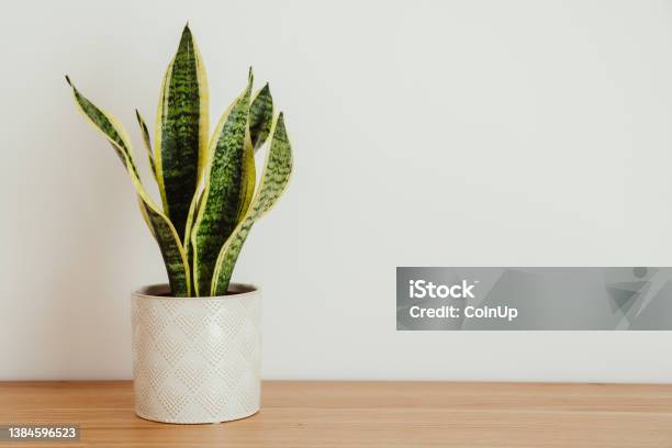 Sansevieria Laurentii Against White Background Stock Photo - Download Image Now