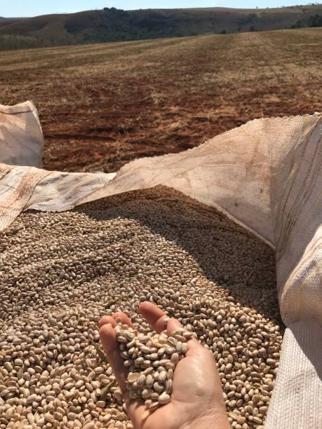 mão no saco de feijão - coffee bean bag human hand - fotografias e filmes do acervo