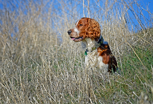 Young Welsh Springer Spaniel sitting on a grassy hillside on a sunny day with blue sky.