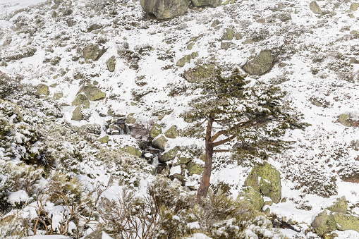 snow covered trees in the mountains of guadarrama national park, in Madrid, Spain