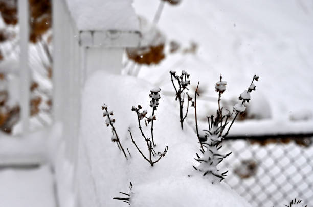 A close-up capture of an old mature basil herb plant left in a planter box surrounded by deep snow as part of a wooden railing from a backyard deck railing.