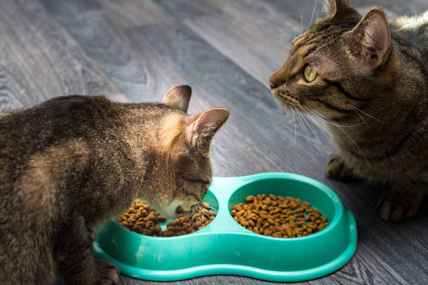 istock Two cats eat together on the kitchen floor 1384601798