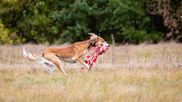 Saluki greyhound dog chasing bait in a field Coursing training. Saluki greyhound dog chasing bait in a field saluki stock pictures, royalty-free photos & images