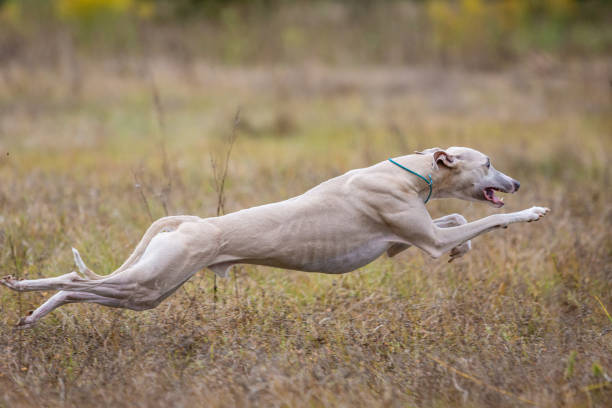 istock Whippet dog running. Coursing training 1384603808