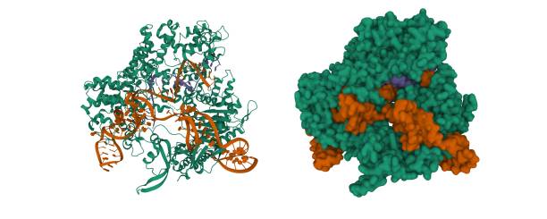 istock Structure of Streptococcus pyogenes Cas9 in complex with guide RNA (blue) and target DNA (brown) 1384603831