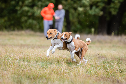 Coursing training. Basenji dog chasing bait in a field