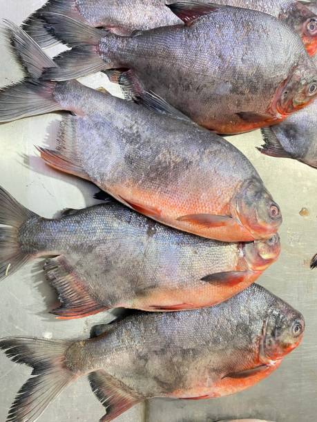 Piaractus brachypomus, the pirapitinga, is a large species of pacu, a close relative of piranhas and silver dollars, in the serrasalmid family. It is native to the Amazon basin in tropical South America, but it formerly included populations in the Orinoco, only described in 2019 as a separate species, P. orinoquensis. piaractus brachypomus, la pirapitinga, es una gran especie de pacu, un pariente cercano de pirañas y dólares de plata, en la familia de los serrasalmid. es nativa de la cuenca del amazonas en américa del sur tropical, pero anteriormente incluía poblaci