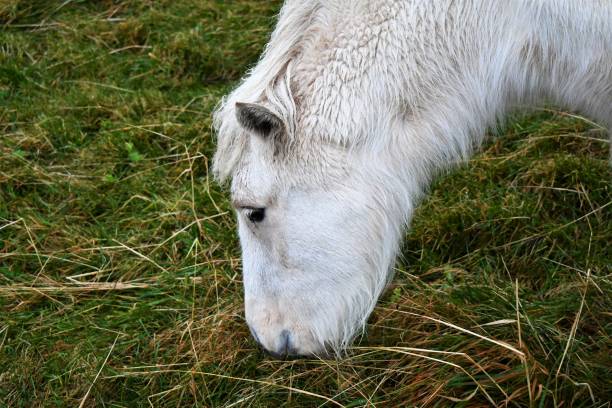 A Portrait of horse tarpan on the outside