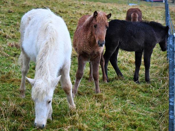 A close up shot of Icelandice horses on a rural farm in the southern region of Iceland