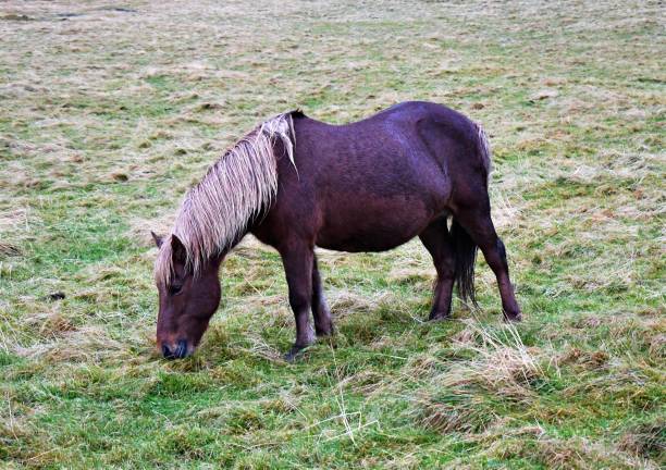 Close up of a pony horse rural scene