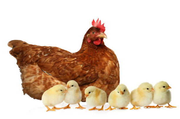 istock Hen with cute chickens on white background 1384607947