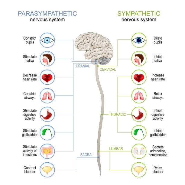 Sympathetic And Parasympathetic Nervous System. Sympathetic And Parasympathetic Nervous System. Difference. diagram with connected inner organs, brain and spinal cord. vector illustration nerves stock illustrations