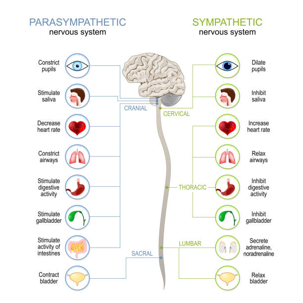 Sympathetic And Parasympathetic Nervous System. Sympathetic And Parasympathetic Nervous System. Difference. diagram with connected inner organs, brain and spinal cord. vector illustration Human Nervous System stock illustrations