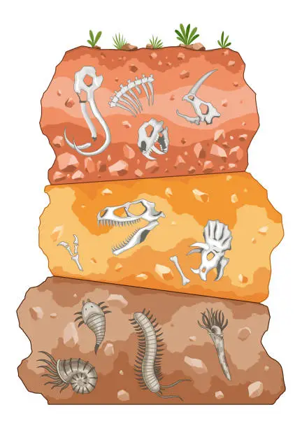 Vector illustration of Three different eras of Earth history. Fossil dinosaurs, elements for paleontology and archeology works. Scene with various animals bones in soil layers. Old dino skeletons buried underground