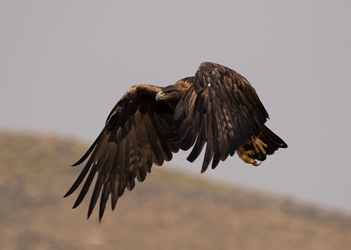 Golden eagle taking flight in Wyoming