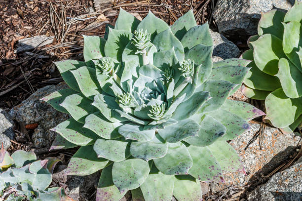 dudleya pulverulenta는 일반적인 이름 분필 양상추, 분필 dudleya, 그리고 분필영원히 사는 것으로 알려진 다년생 즙이 많은 식물의 종입니다.  피스모 비치 주립 공원, 캘리포니아. 크라술라세. - liveforever 뉴스 사진 이미지